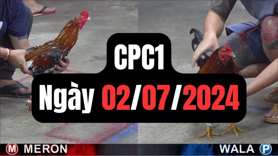 Video đá gà thomo CPC1 ngày 02/07/2024