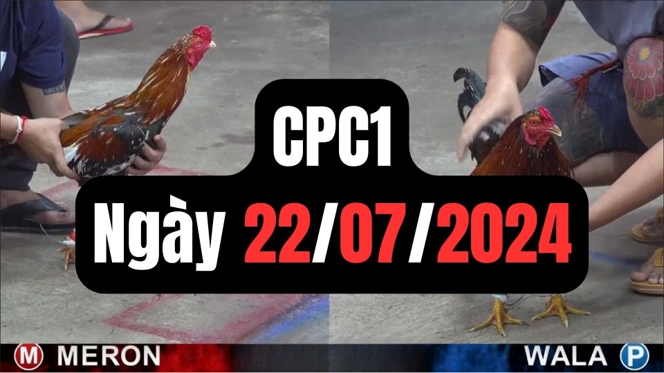 Video đá gà thomo CPC1 ngày 22/07/2024