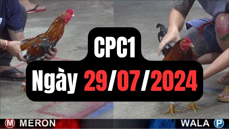 Video đá gà thomo CPC1 ngày 29/07/2024