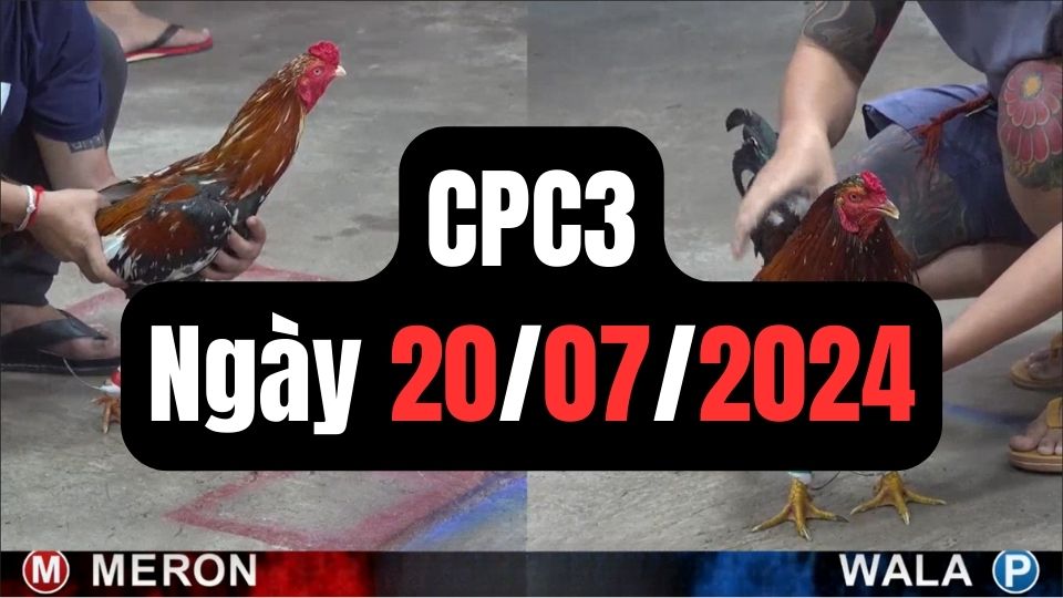 Video đá gà thomo CPC3 ngày 20/07/2024