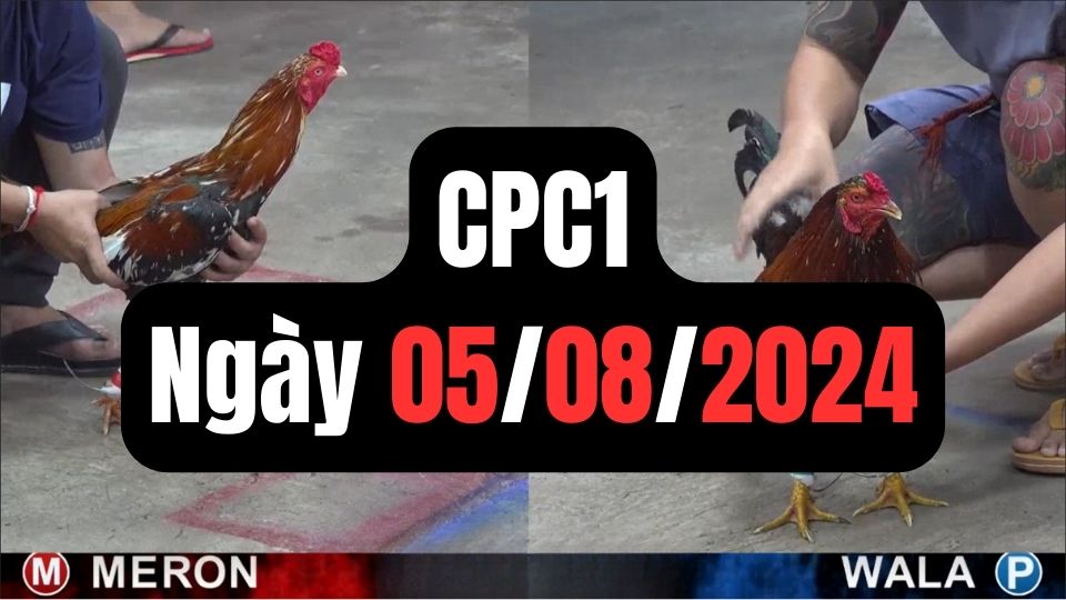 Video đá gà thomo CPC1 ngày 05/08/2024