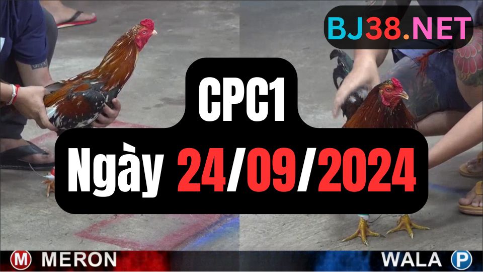 Video đá gà thomo CPC1 ngày 24/09/2024