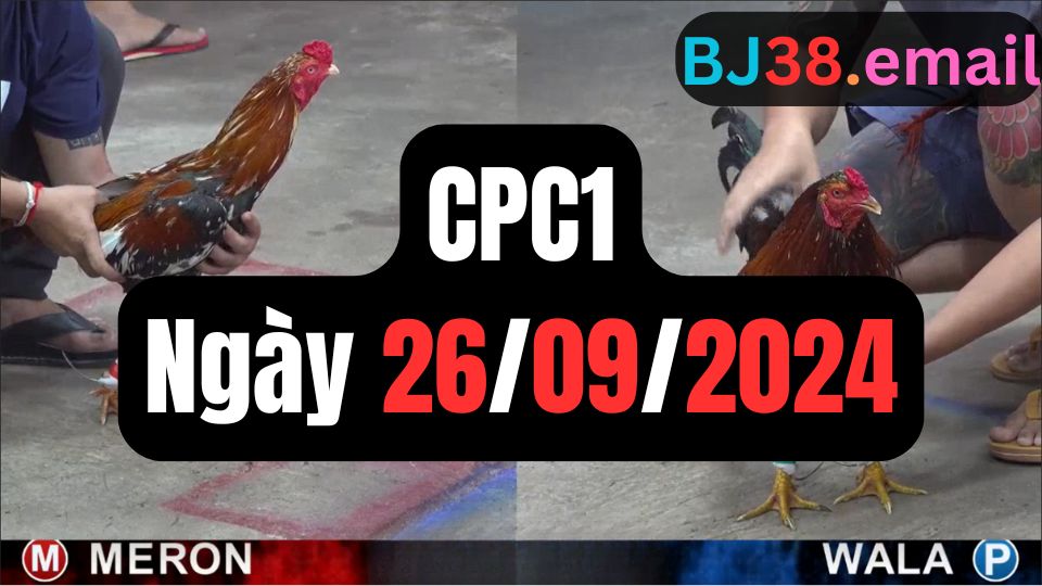 Video đá gà thomo CPC1 ngày 26/09/2024