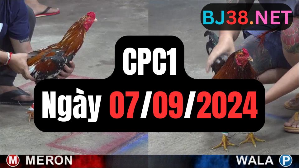 Video đá gà thomo CPC1 ngày 07/09/2024