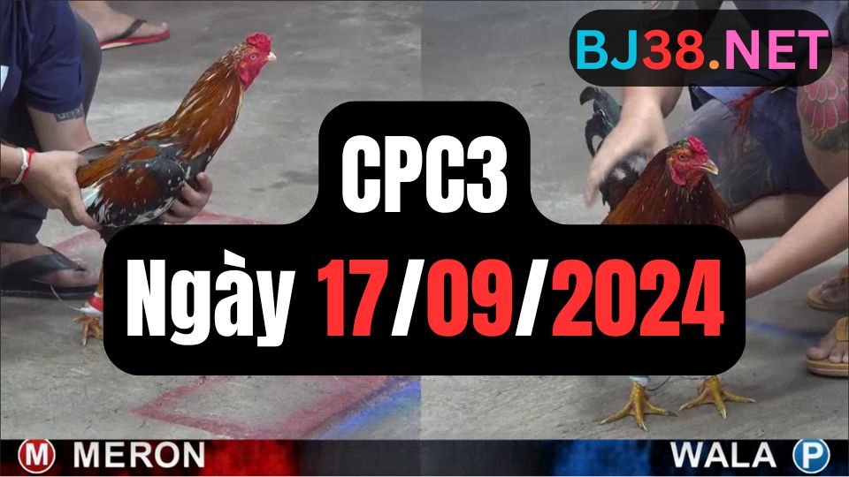 Video đá gà thomo CPC3 ngày 17/09/2024