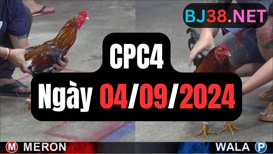 Video đá gà thomo CPC4 ngày 04/09/2024