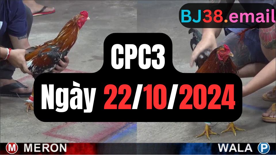 Video đá gà thomo CPC3 ngày 22/10/2024