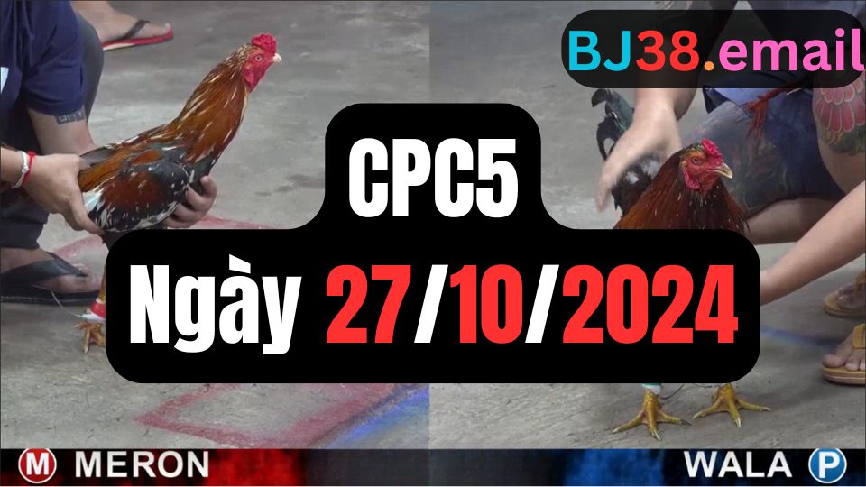 Video đá gà thomo CPC5 ngày 27/10/2024