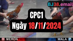 Video đá gà thomo CPC1 ngày 18/11/2024