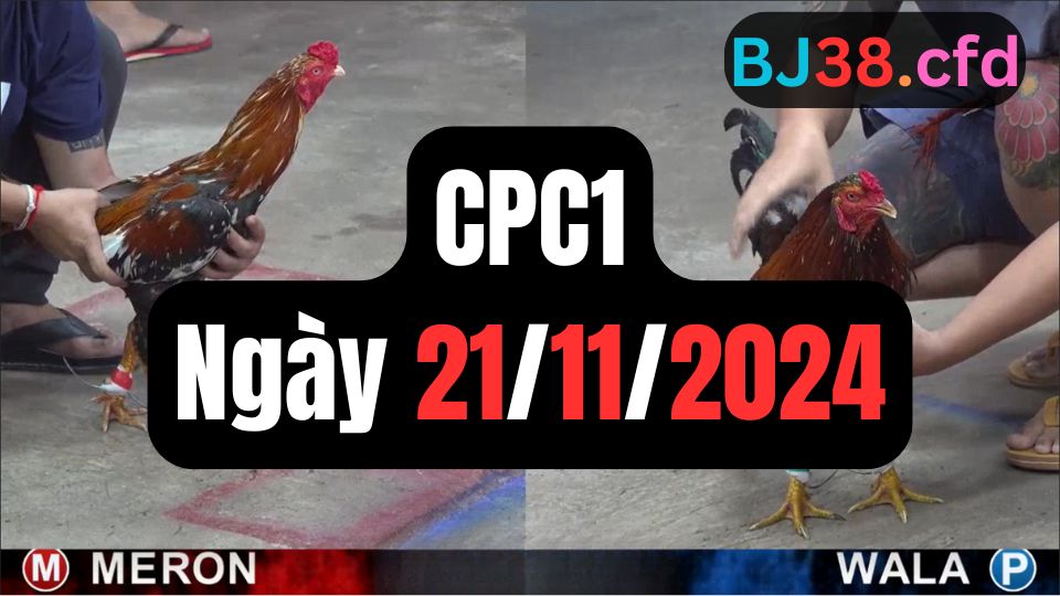 Video đá gà thomo CPC1 ngày 21/11/2024