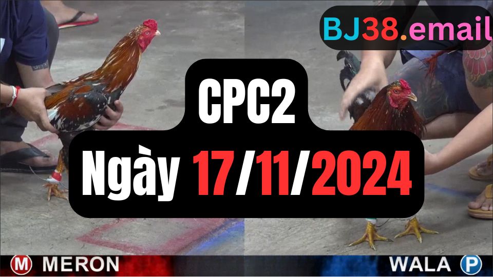 Video đá gà thomo CPC2 ngày 17/11/2024