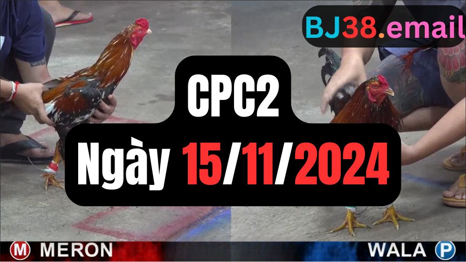 Video đá gà thomo CPC2 ngày 15/11/2024