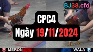 Video đá gà thomo CPC4 ngày 19/11/2024