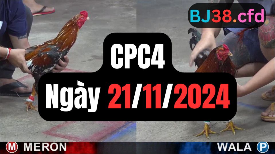 Video đá gà thomo CPC4 ngày 21/11/2024